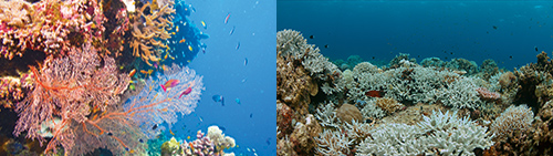Mission-Water-GBR-Before-After-Bleaching.jpg